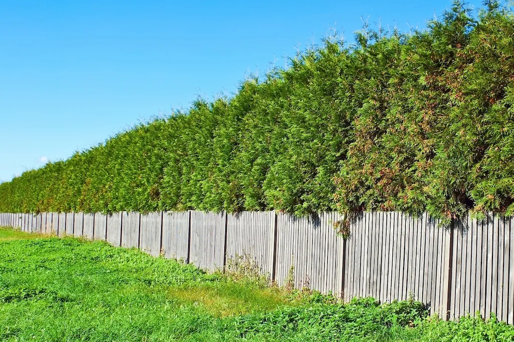 You are currently viewing 8 BEST PRIVACY TREES FOR ALBERTA ZONE 3 YARDS