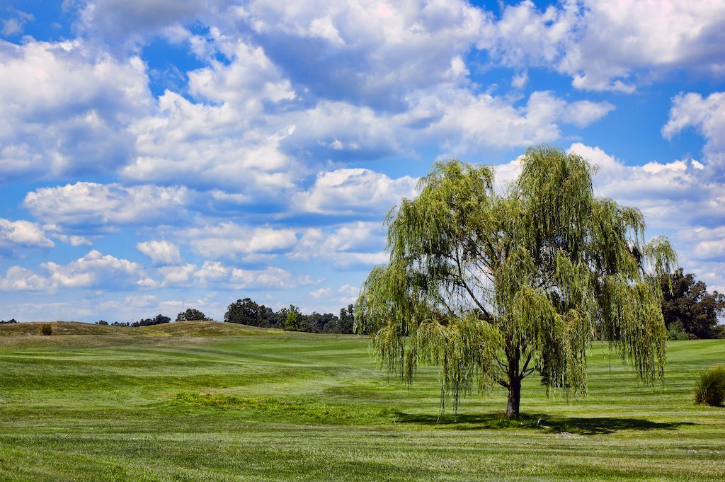 FAST GROWING ALBERTA TREES : Edmonton Arborist