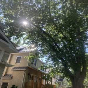 Read more about the article Elm Pruning Season Is Open: What Edmonton Elm Owners Need To Know