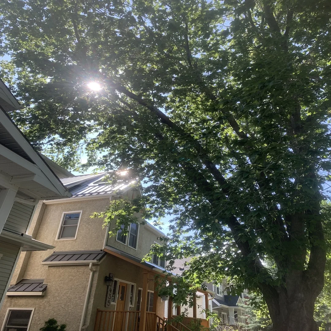 You are currently viewing Elm Pruning Season Is Open: What Edmonton Elm Owners Need To Know