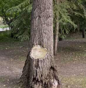 Read more about the article WHY YOU SHOULD NEVER REMOVE A LARGE TREE LIMB