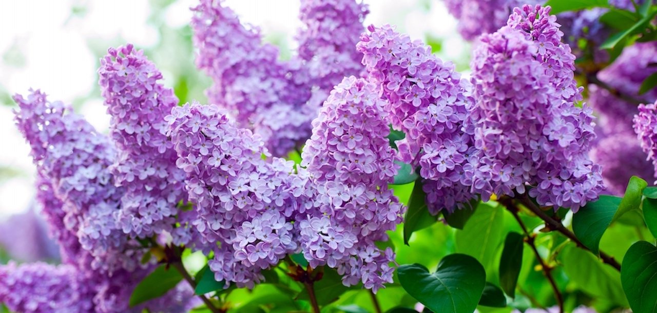 BEST FLOWERING TREES FOR ALBERTA YARDS Edmonton Arborist