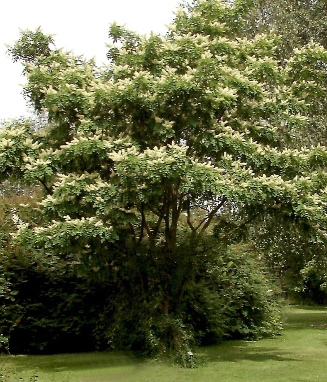 BEST FLOWERING TREES FOR ALBERTA YARDS Edmonton Arborist