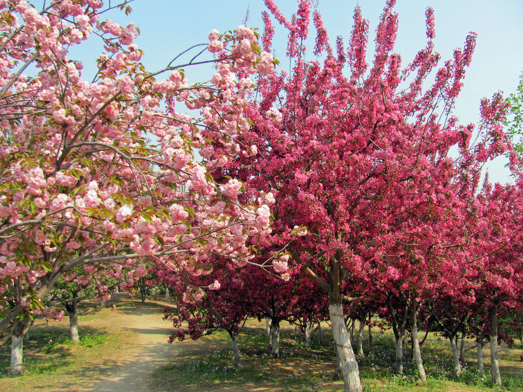 You are currently viewing BEST FLOWERING TREES FOR ALBERTA YARDS