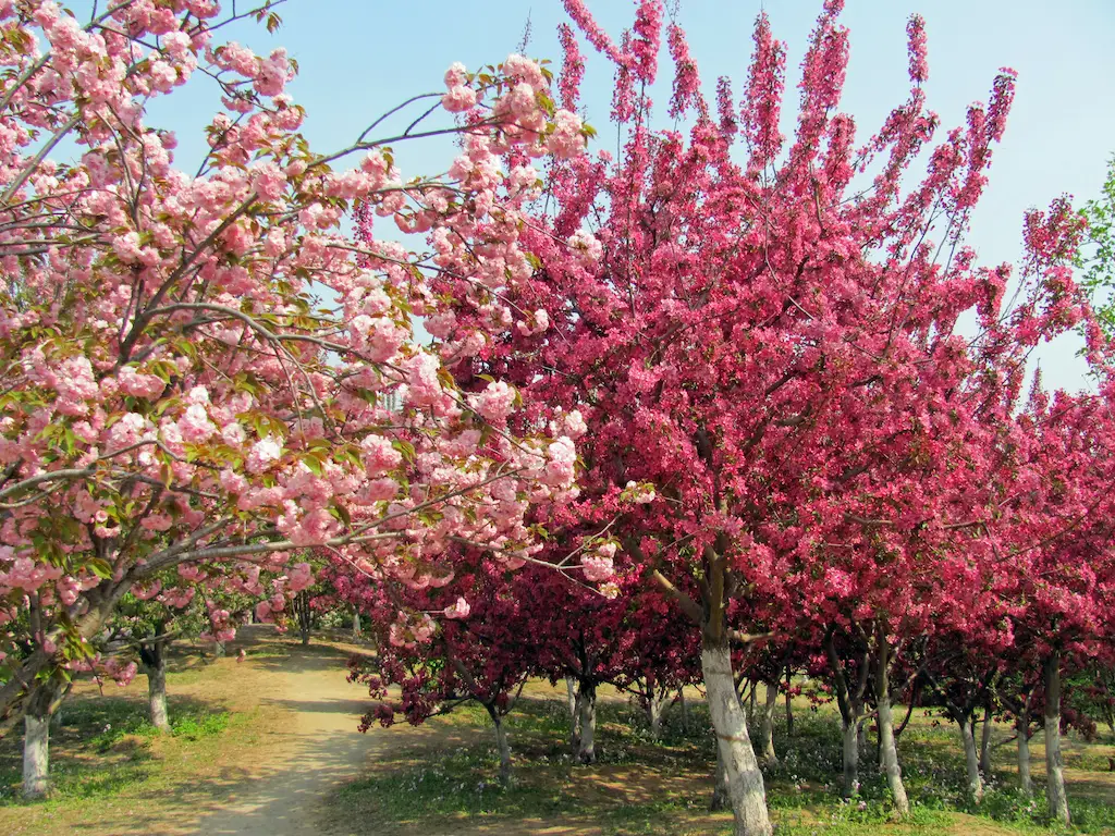 Read more about the article 7 BEST FLOWERING (NON FRUITING) TREES FOR ALBERTA YARDS