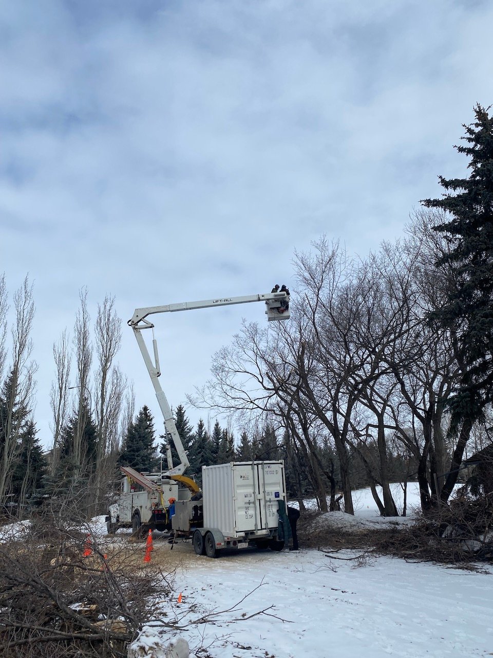 TREE REMOVAL Edmonton Arborist