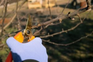 Read more about the article WHEN TO PRUNE