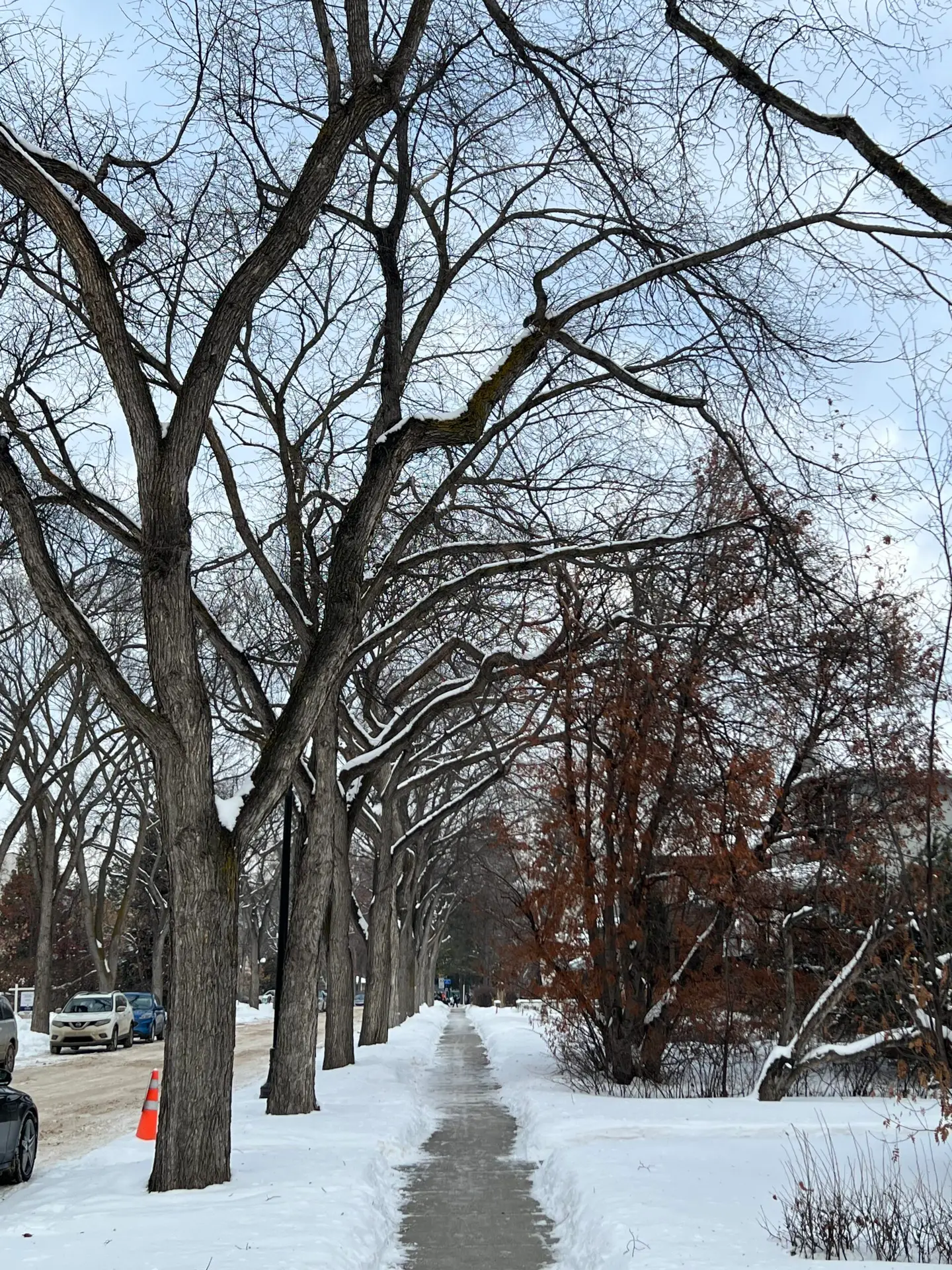 You are currently viewing DUTCH ELM DISEASE IN EDMONTON