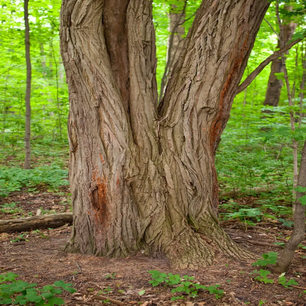 Codependant, large, split trunk, tree