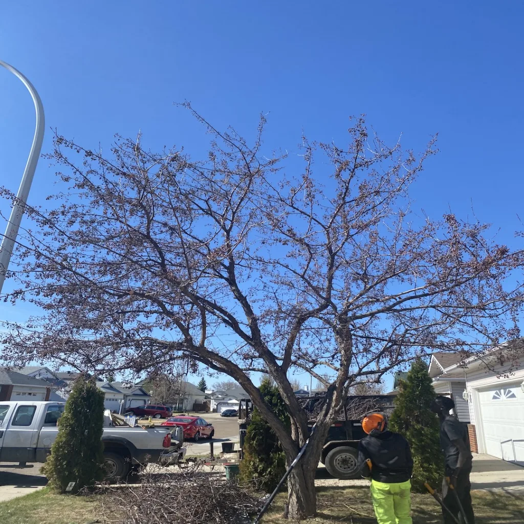 PRUNED FRUIT TREE-COLE B