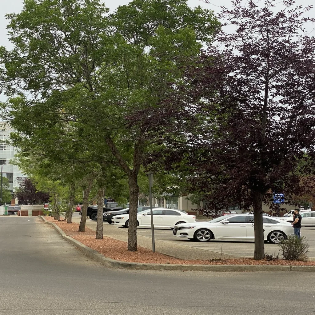 TREES LINING STREET (CONDO)