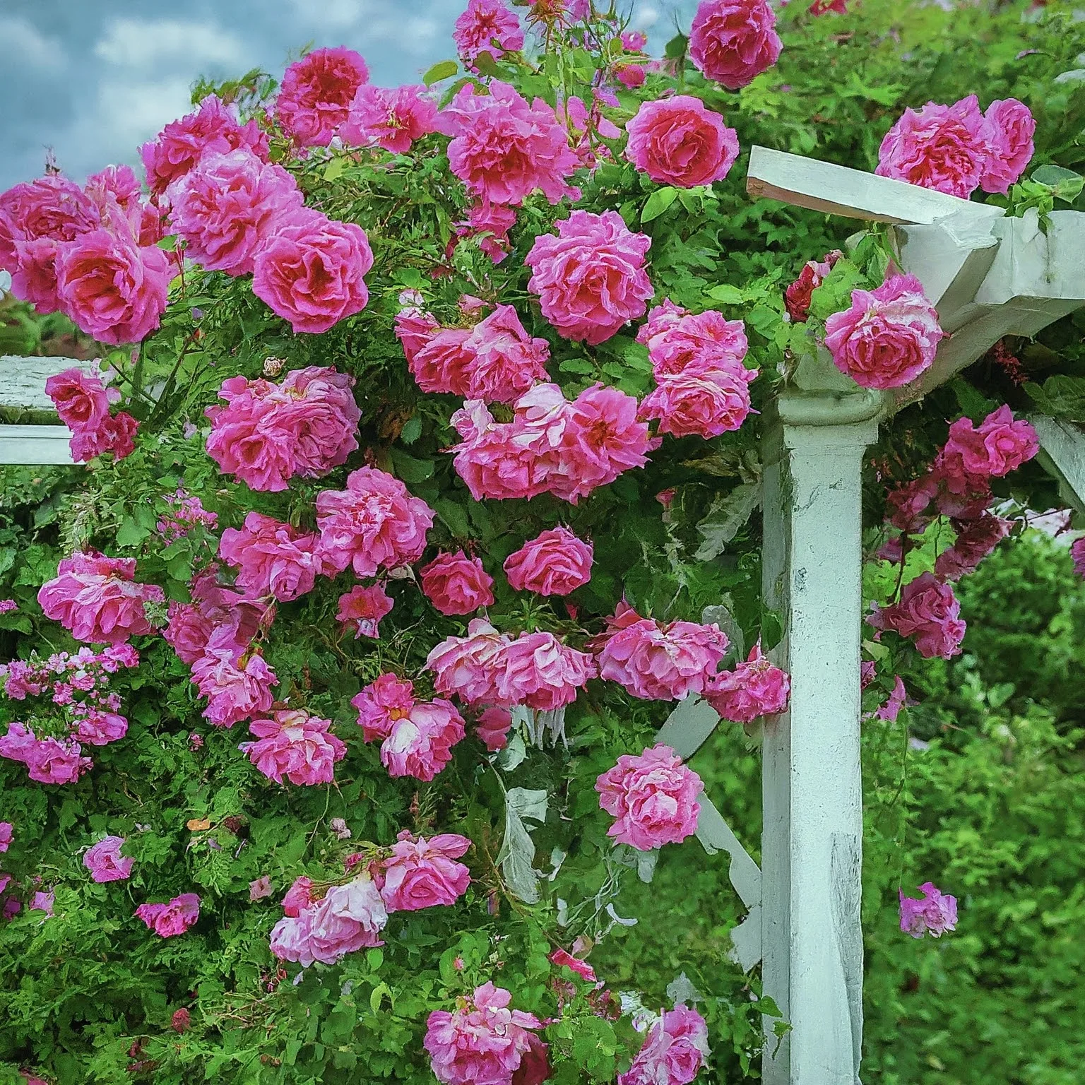 ROSE BUSHES EDMONTON Edmonton Arborist