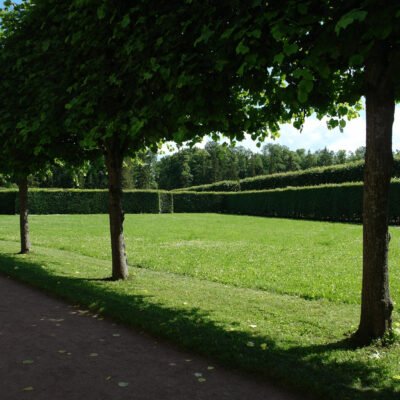 PRUNED-TREES-ROW