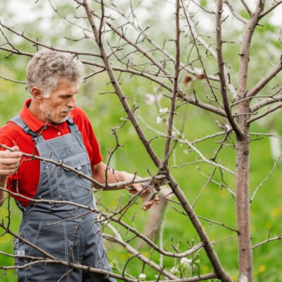 PRUNING-OLDMAN